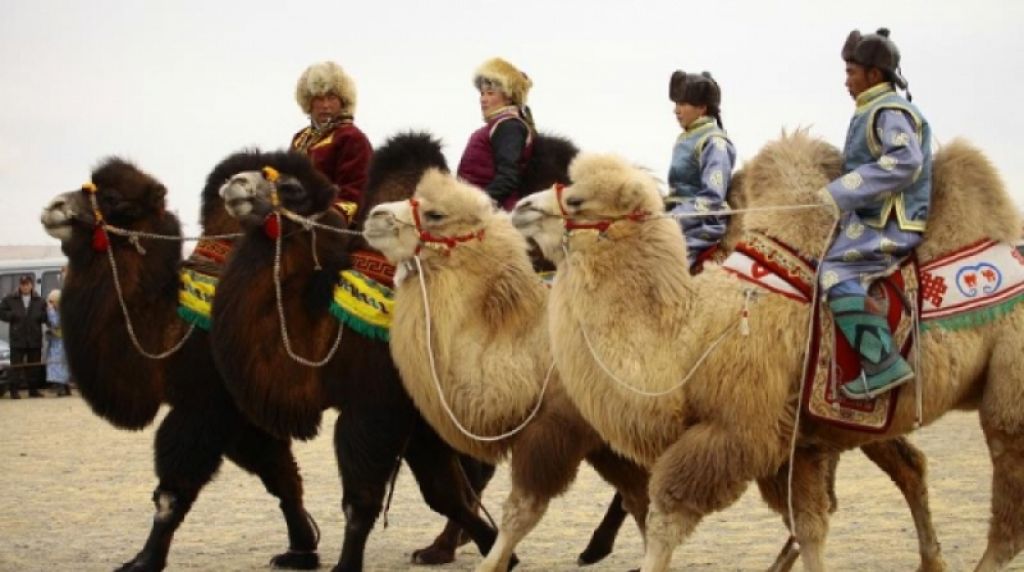 Thousand Camel Festival in the Gobi