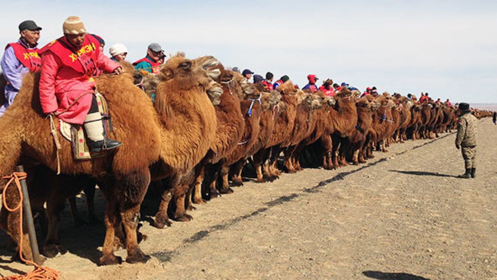 Thousand Camel Festival in the Gobi