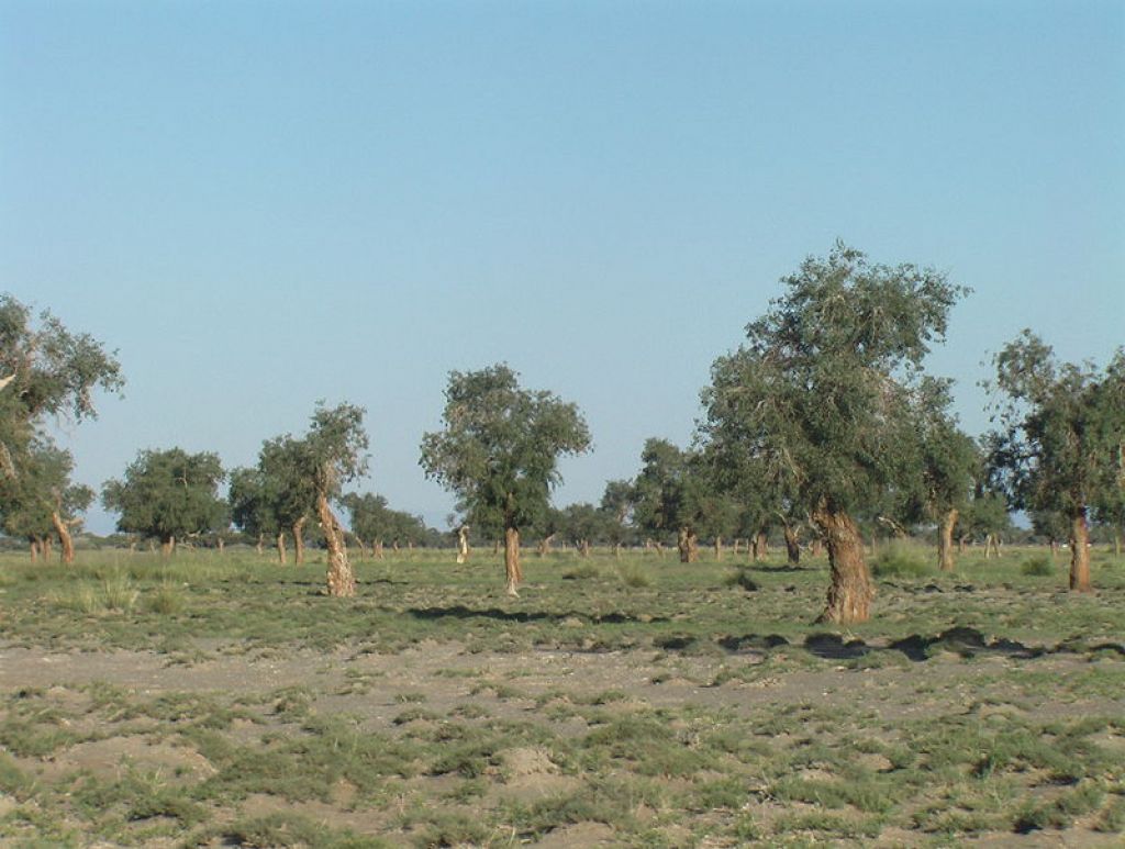 Southern Altai Gobi Strictly Protected Area