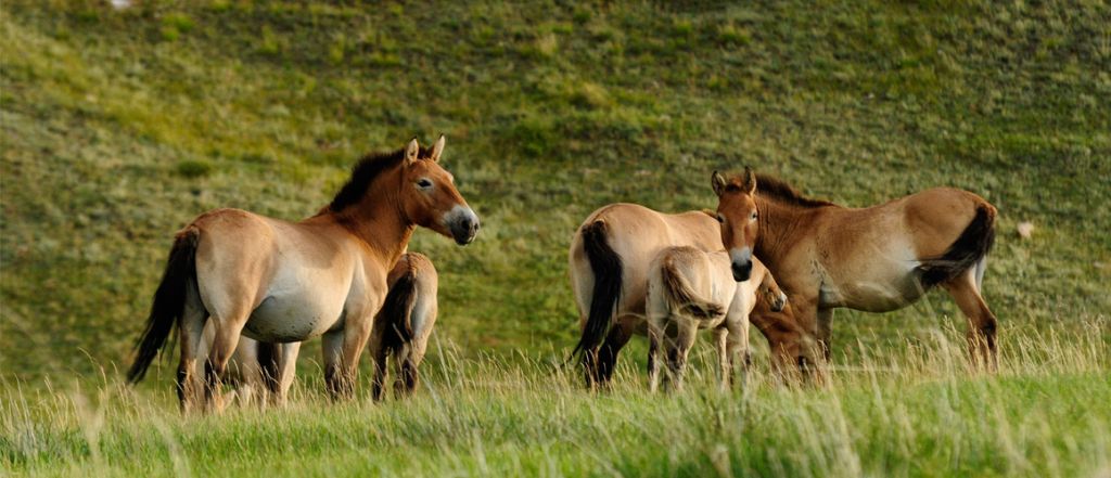 Khustain Nuruu National Park 